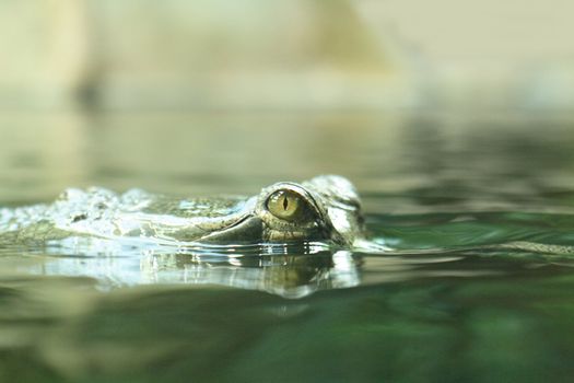 green head with eyes from the crocodile 