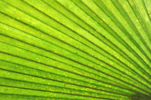 green natural background from the palm tree