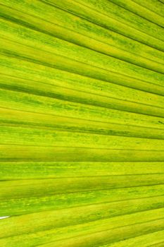 green natural background from the palm tree