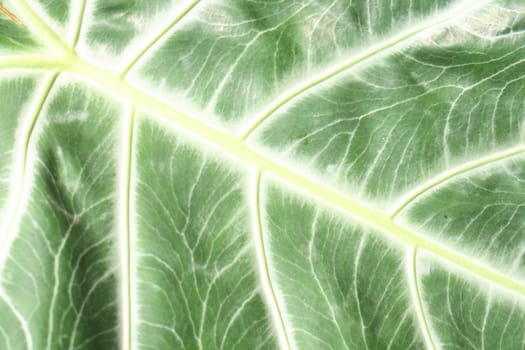 nice leaf texture from the green leaf 