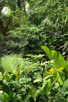 very nice jungle background from the botanical garden