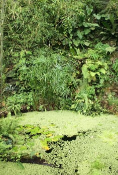 very nice jungle background from the botanical garden