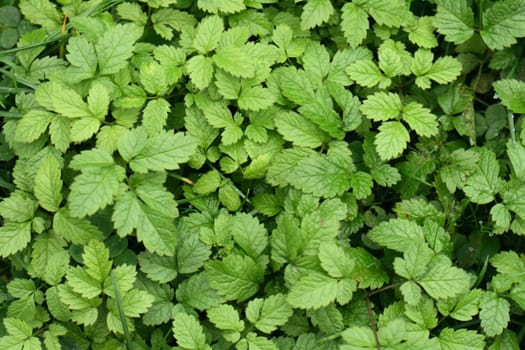 fresh green background from the small leaves 