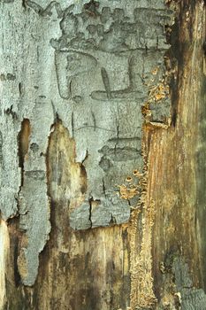 nice bark texture from the old tree 