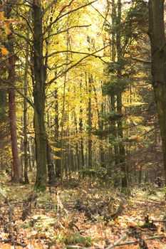 beautiful natural autumn forest in the czech country 