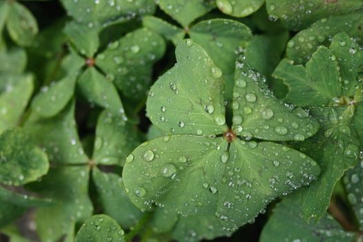 fresh water drops on the green leaves