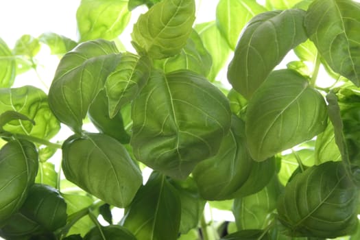 green sweet basil on the white background