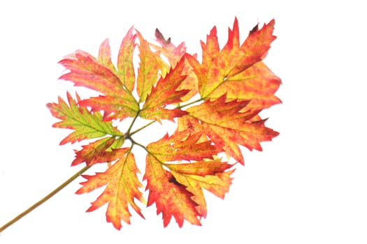 color autumn leaf on the white background 