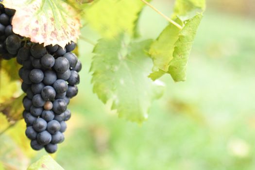 fresh red grape on the green background 