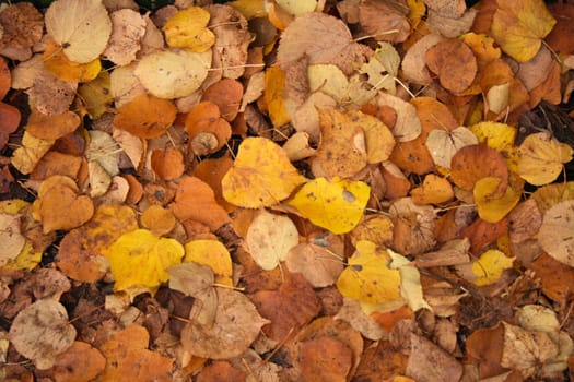 color autumn leaves background from the park 
