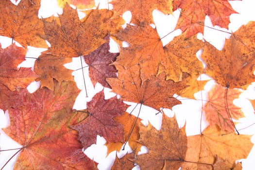 nice autumn background with many color leaves