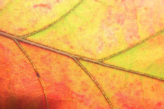 autumn background from the color leaf texture