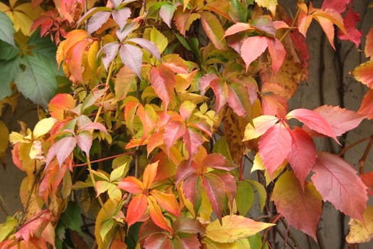 nice autumn background with many color leaves