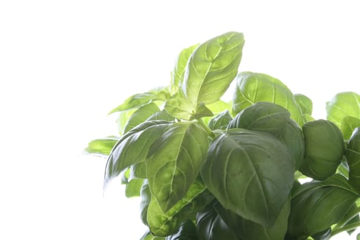 green sweet basil on the white background