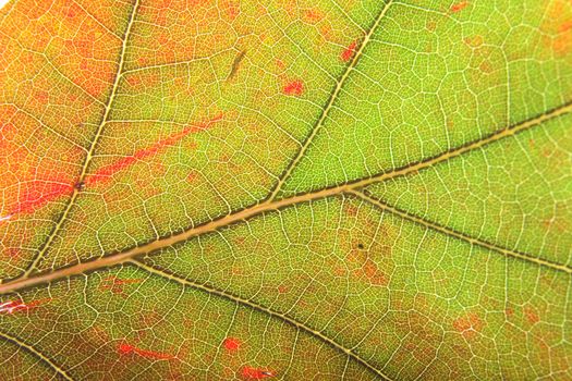 autumn background from the color leaf texture