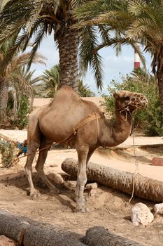 very old camel in the tunisan desert 