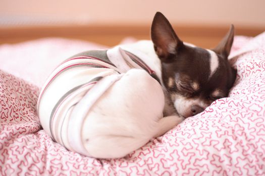shorthair chihuahua is resting in the bed