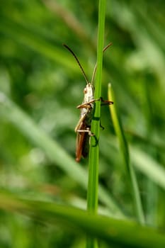 grasshopper on the gren background (macro)