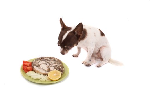 chihuahua and her czech dinner on the white background
