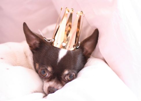 shorthair chihuahua is resting in the bed