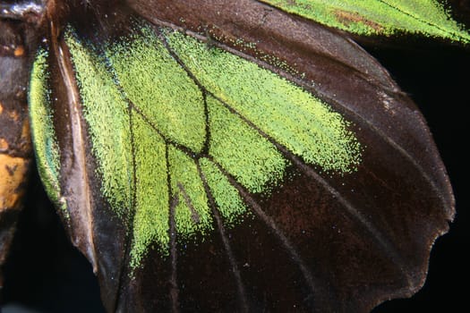 detail of butterfly wing on the black background 