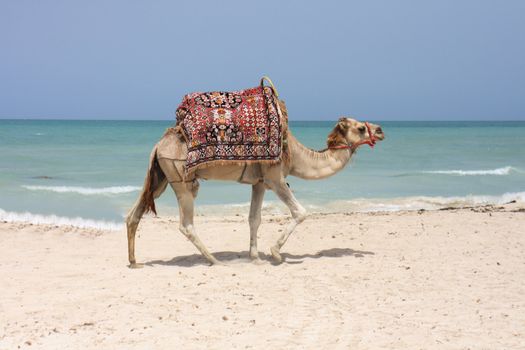 very nice camel on the tunisian beach in the Djerba 