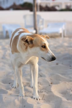 nice dog on the beach in tunisia