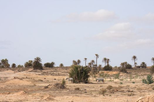 tunisia with the palms and blue sky 