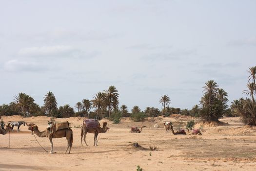 camels on the sahara in the tunisia 