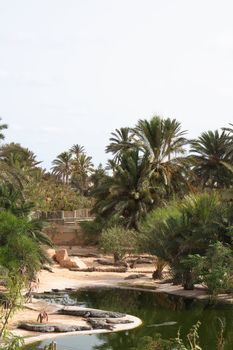 big crocodile farm on the Djerba island