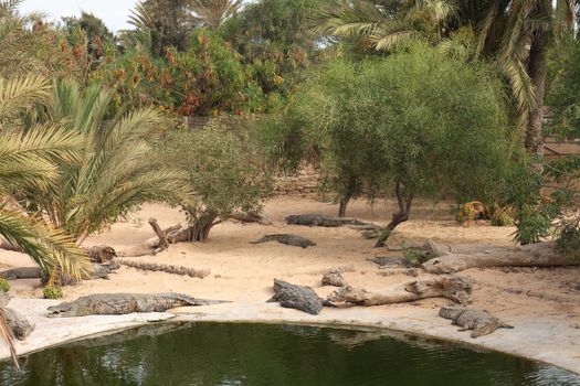 big crocodile farm on the Djerba island