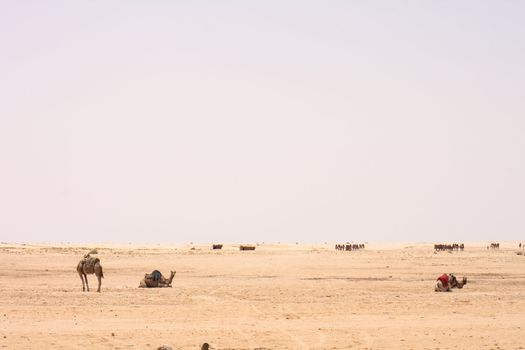 camels on the sahara in the tunisia 