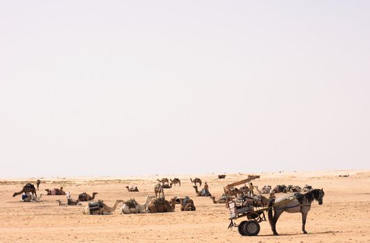 camels on the sahara in the tunisia 