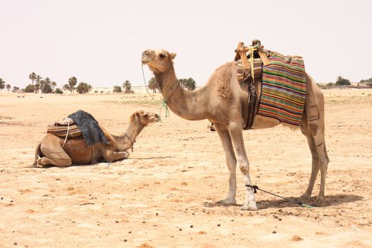 sahara with two camels from the tunisia 