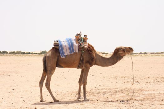 sahara with camels form tunisia  on the sun 