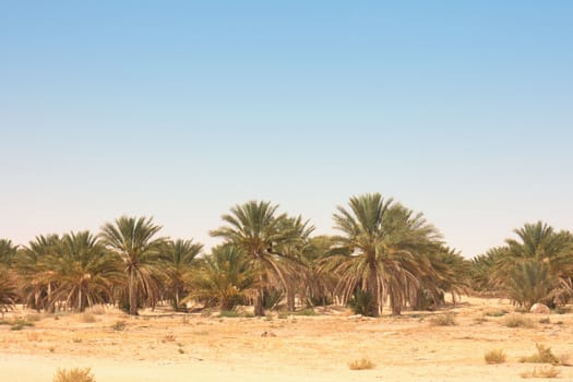 typical country in the desert in the tunisia 