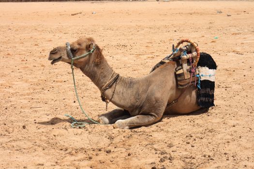 camels on the sahara in the tunisia 