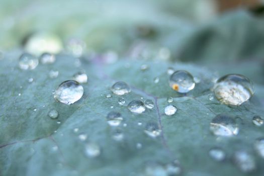water drops on the green leaf (natural background)