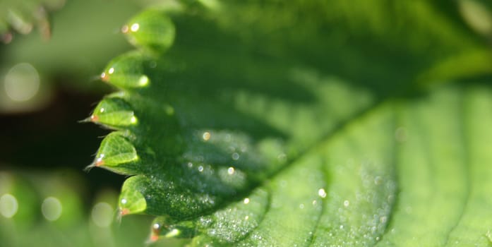 green background from the strawberry leaf with water drops  