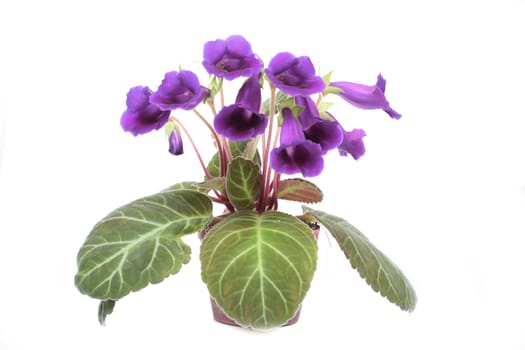 beautifull flower on the white background