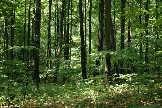 typical spring forest in the czech republic