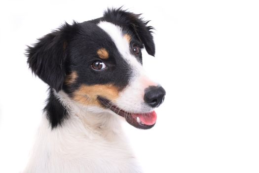 very nice outdoor dog on the white background