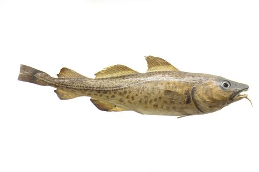 exotic fish on the white background