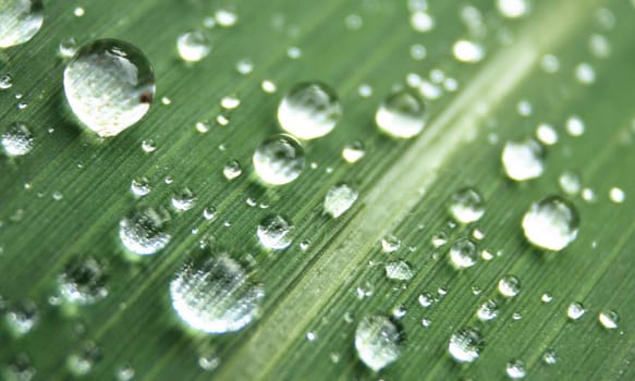 water drops on the green leaf  (macro)