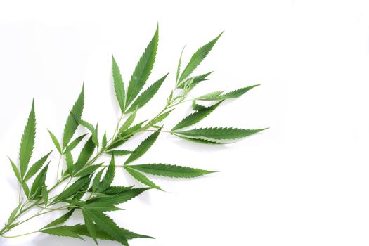 leafs of marijuana on the white background