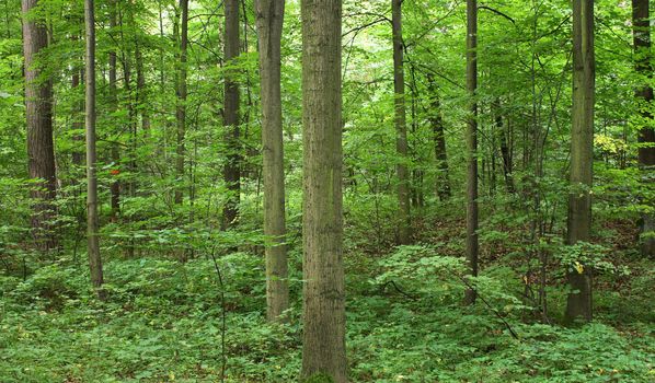 very nice natural czech forest in the spring 