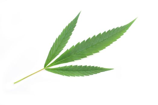leafs of marijuana on the white background