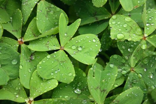 big fresh water drops on the green leaves