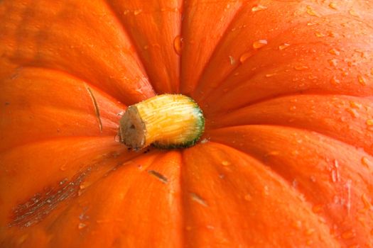 detail of orange pumpkin as halloween background
