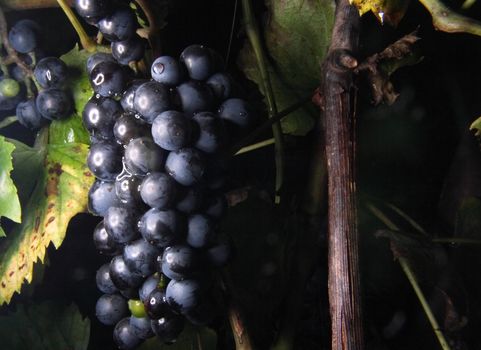 fresh red grapes with green leaves in the nature